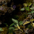 LASER PLANTS: ELEPHANT EAR