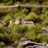 GREEN 4MM WILD (BLISTER)