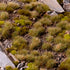 MIXED GREEN 6MM WILD