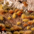 DRY STEPPE SET WILD (BLISTER)