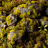 MOSS 2MM