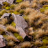 AUTUMN 5MM WILD (BLISTER)