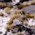 WINTER 5MM WILD