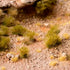 DENSE GREEN 6MM WILD (BLISTER)