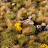 HIGHLAND TUFT SET WILD